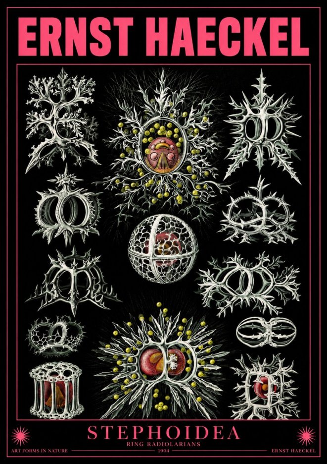 Ernst Haeckel Stephoidea No4 - Poszter