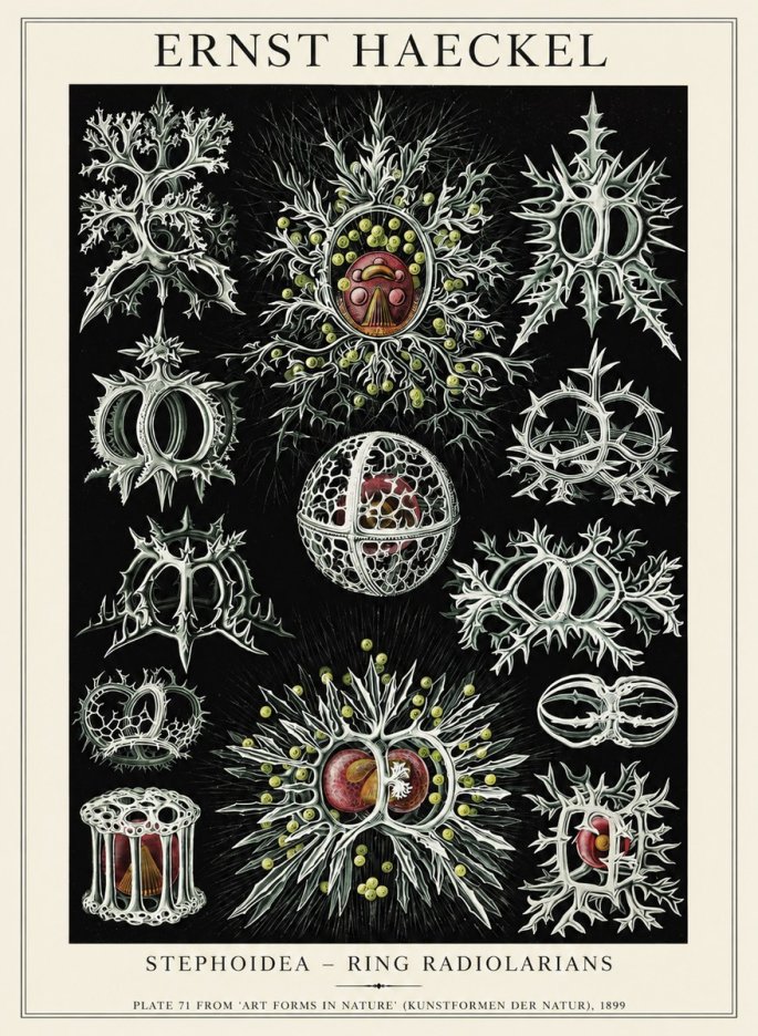 Ernst Haeckel Stephoidea No6 - Poszter