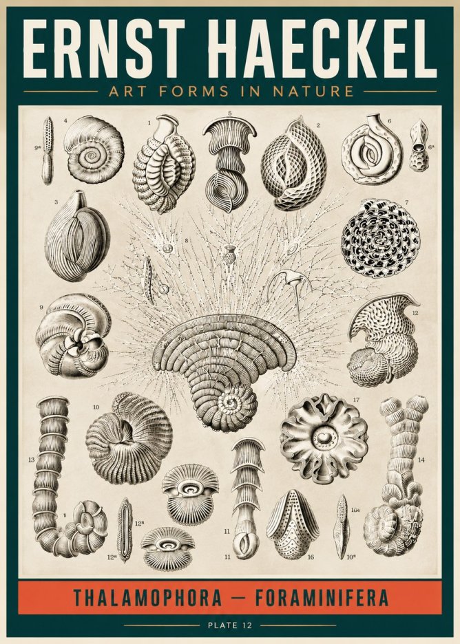 Ernst Haeckel Thalamophora – Foraminifera Plate 12 No2 - Poszter