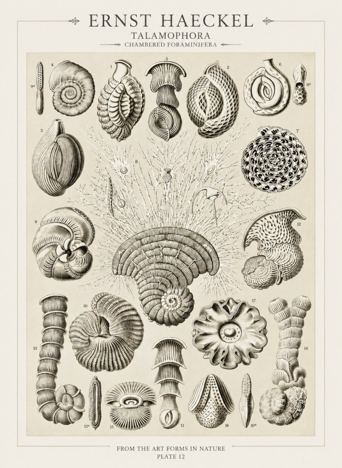 Ernst Haeckel Thalamophora – Foraminifera Plate 12 No3 - Poszter