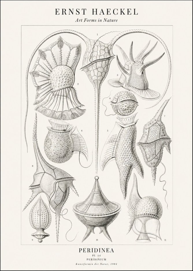 Ernst Haeckel Peridinea No2 - Poszter