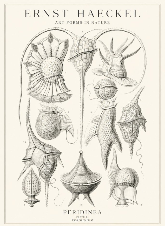 Ernst Haeckel Peridinea No3 - Poszter