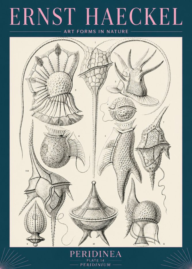 Ernst Haeckel Peridinea No5 - Poszter