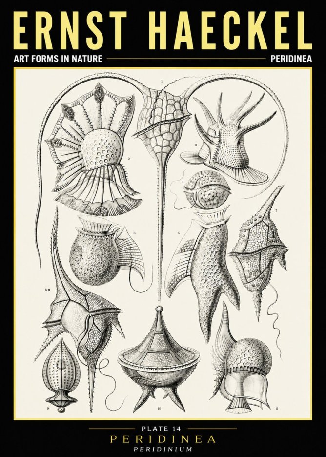 Ernst Haeckel Peridinea No6 - Poszter