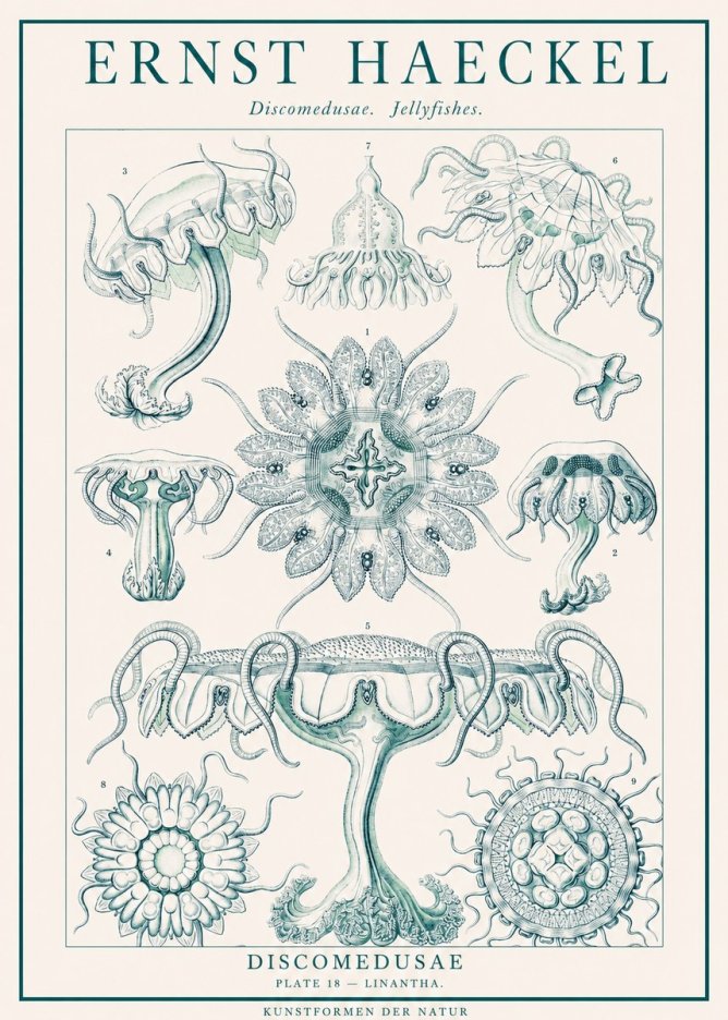 Ernst Haeckel Discomedusae. Jellyfishes. No1 - Poszter