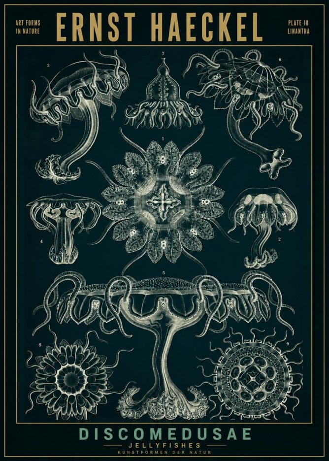 Ernst Haeckel Discomedusae. Jellyfishes. No2 - Poszter