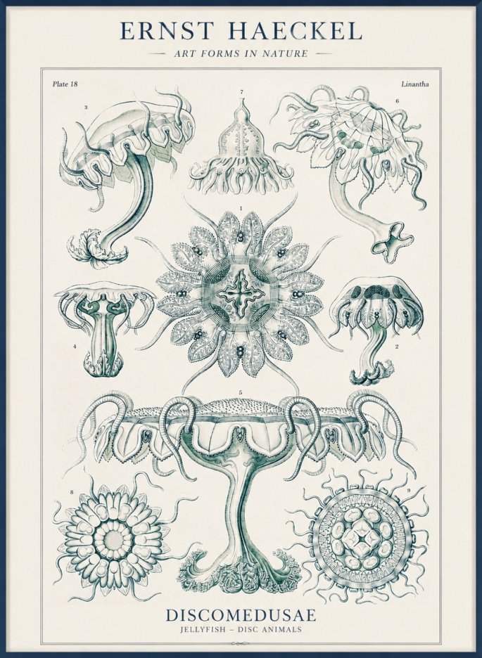 Ernst Haeckel Discomedusae. Jellyfishes. No4 - Poszter