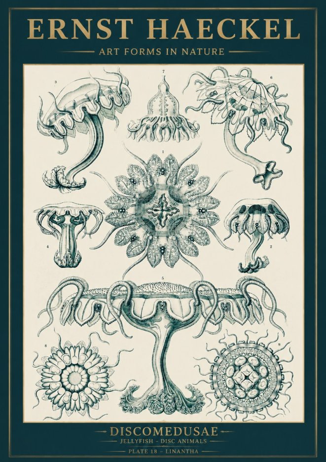 Ernst Haeckel Discomedusae. Jellyfishes. No5 - Poszter