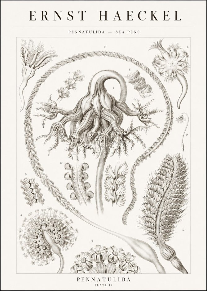 Ernst Haeckel Pennatulida - Sea Pens No1 - Poszter