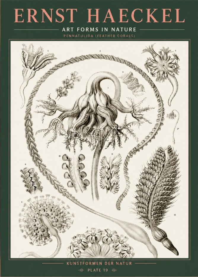 Ernst Haeckel Pennatulida - Sea Pens No5 - Poszter
