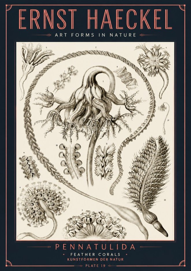 Ernst Haeckel Pennatulida - Sea Pens No6 - Poszter