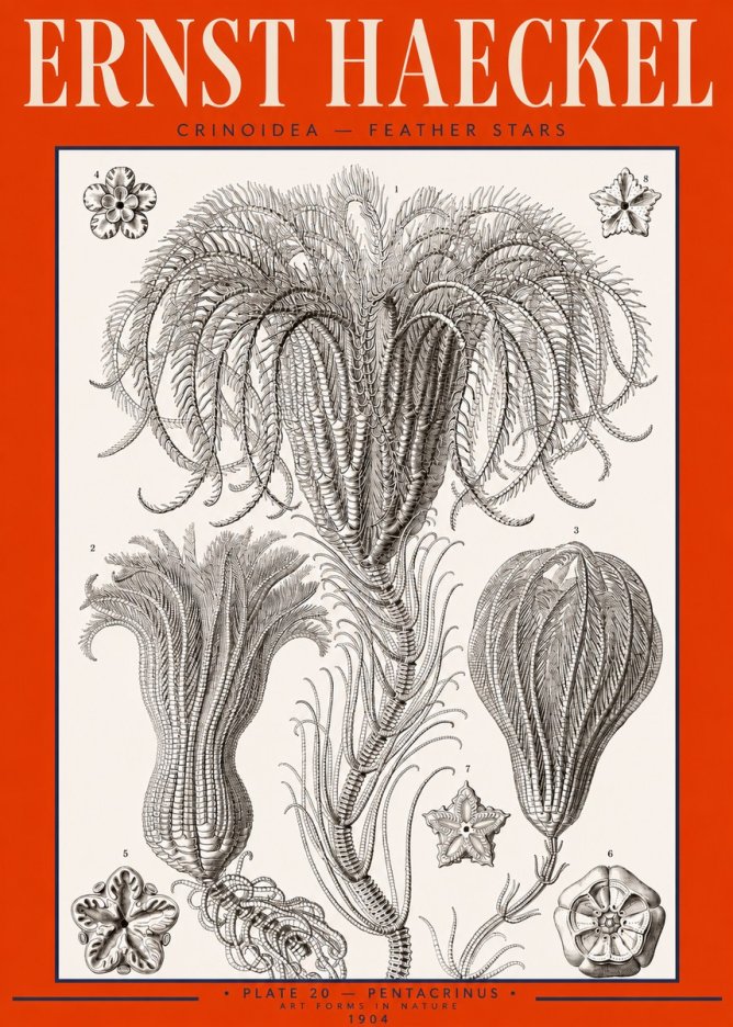 Ernst Haeckel Crinoidea - Palm Lilies No3 - Poszter