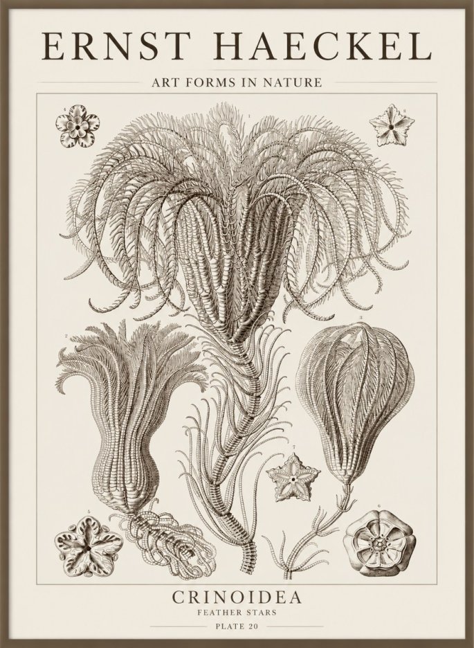 Ernst Haeckel Crinoidea - Palm Lilies No5 - Poszter