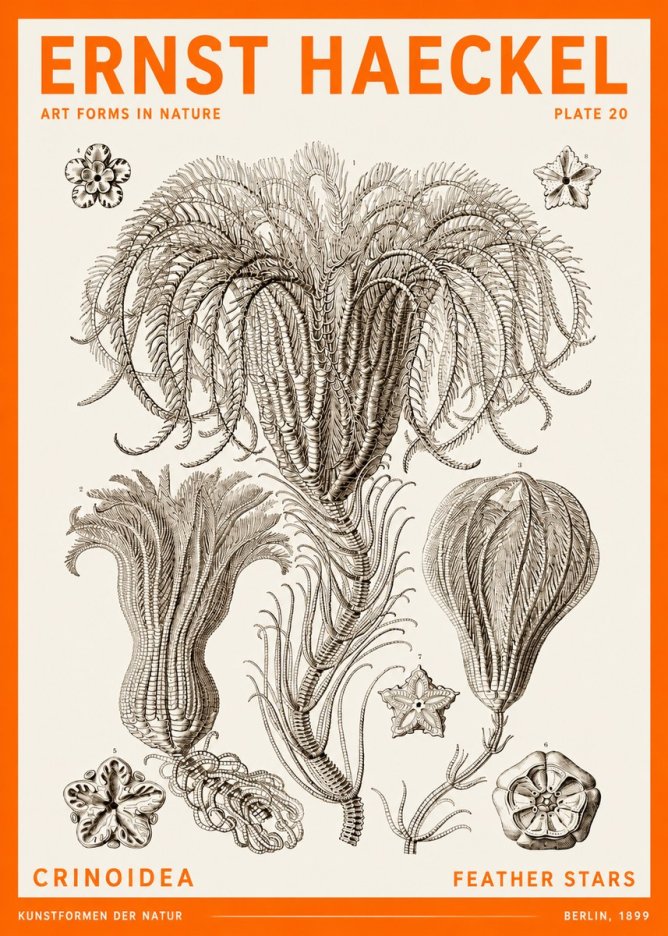 Ernst Haeckel Crinoidea - Palm Lilies No6 - Poszter