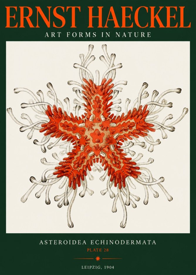Ernst Haeckel Asteroidea Echinodermata Plate 28 No2 - Poszter