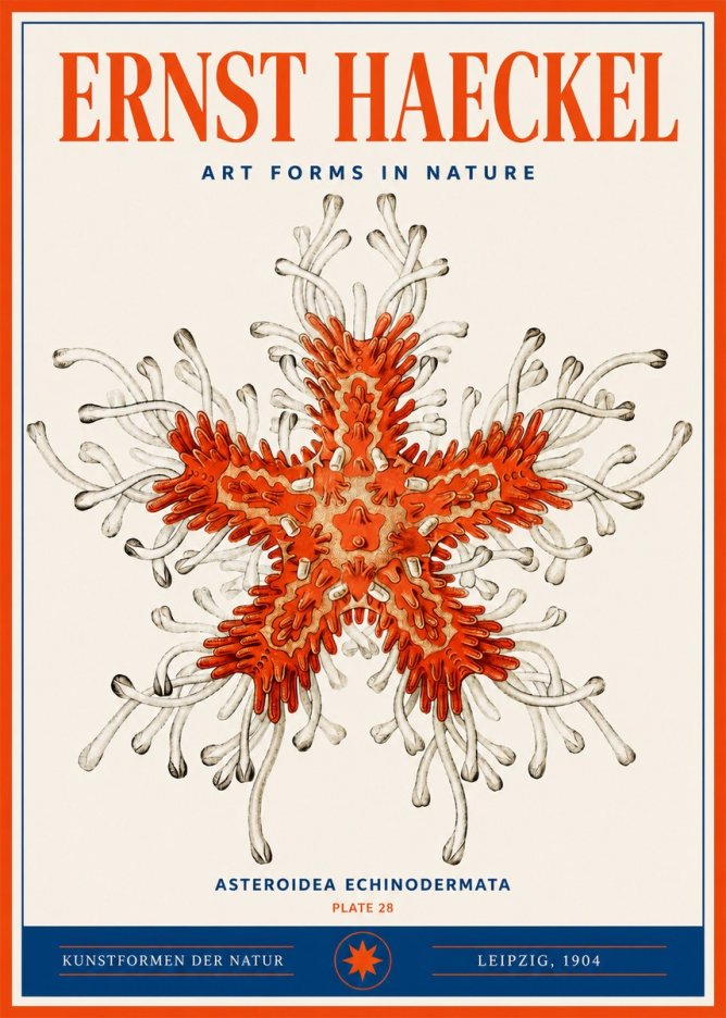 Ernst Haeckel Asteroidea Echinodermata Plate 28 No3 - Poszter