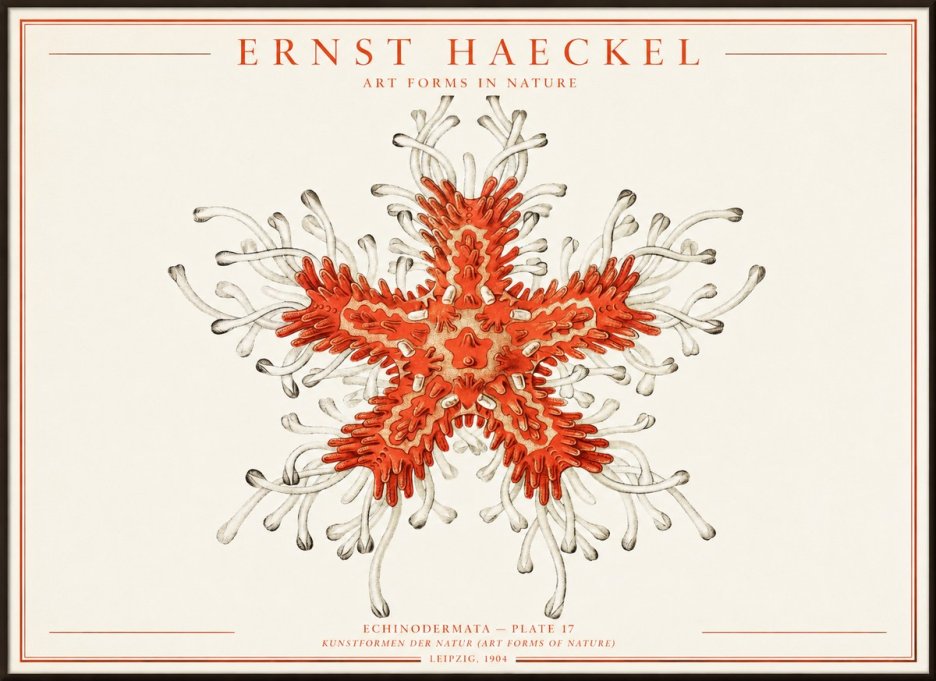 Ernst Haeckel Asteroidea Echinodermata Plate 28 No4 - Poszter