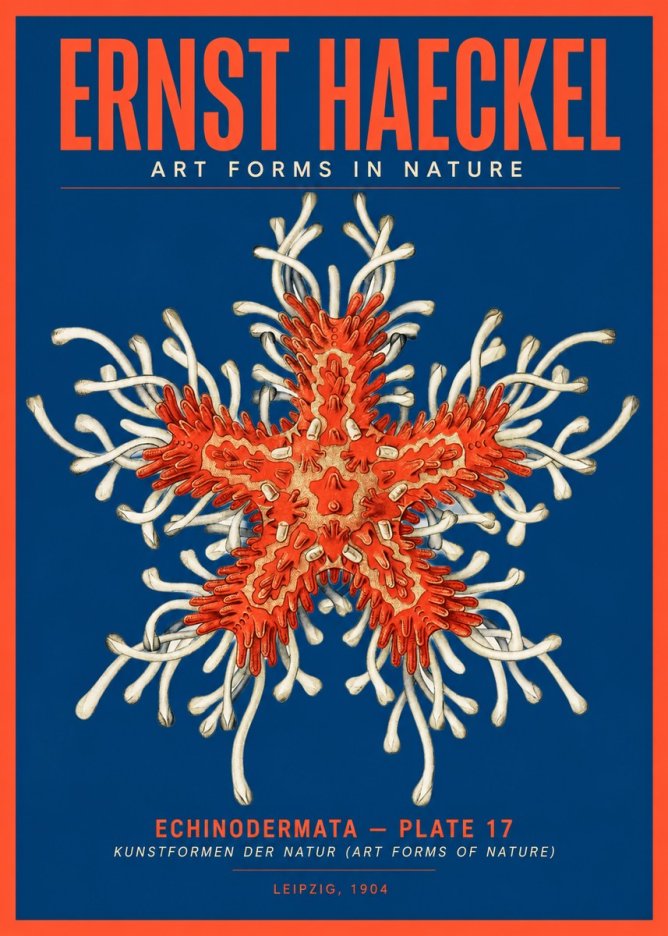 Ernst Haeckel Asteroidea Echinodermata Plate 28 No5 - Poszter