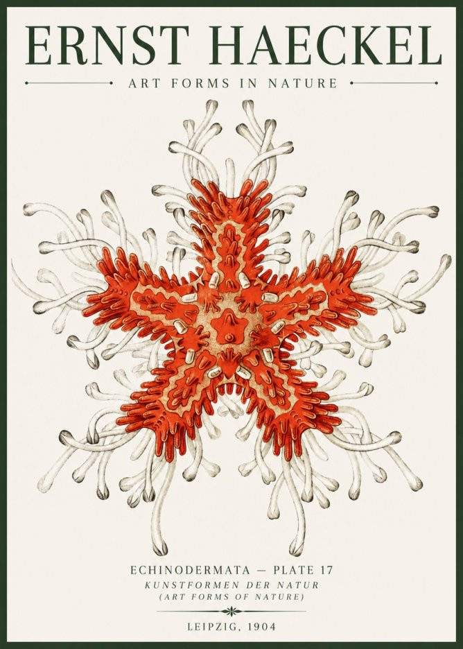 Ernst Haeckel Asteroidea Echinodermata Plate 28 No6 - Poszter