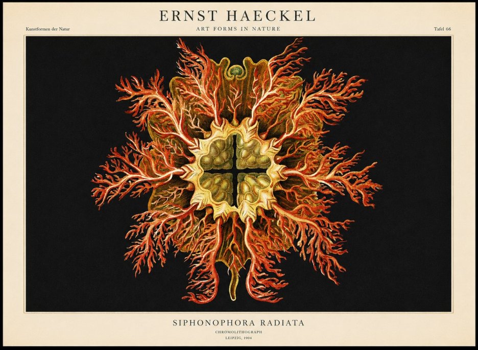 Ernst Haeckel Marine Organism No2 - Poszter