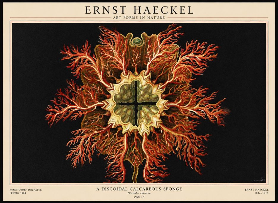 Ernst Haeckel Marine Organism No3 - Poszter