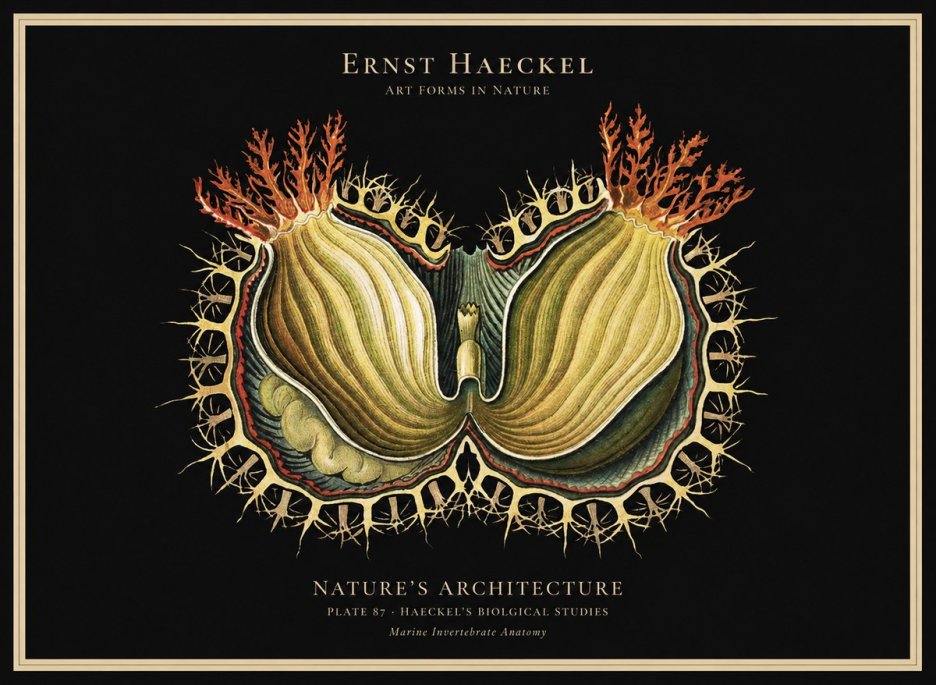 Ernst Haeckel Nature's Architecture No1 - Poszter