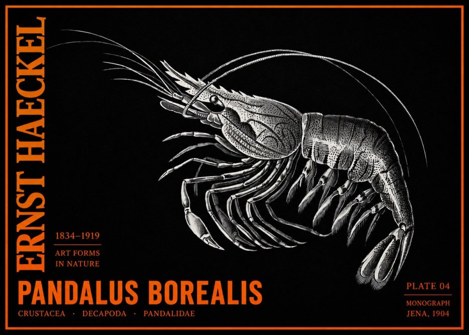 Ernst Haeckel Pandalus Borealis No2 - Poszter
