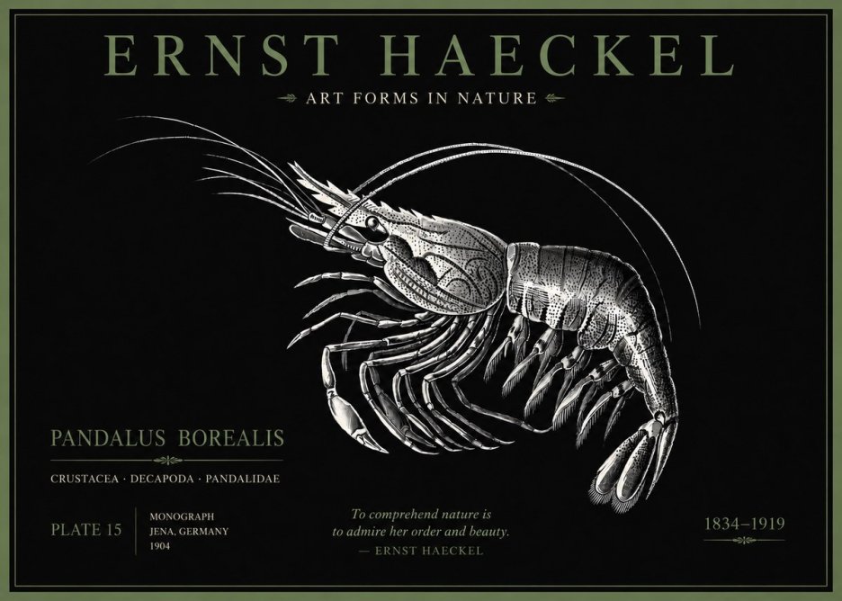Ernst Haeckel Pandalus Borealis No5 - Poszter