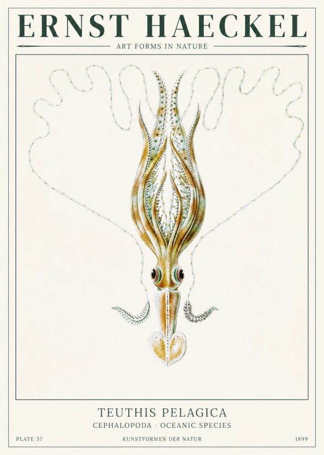 Ernst Haeckel Teuthis Pelagica No1 - Poszter