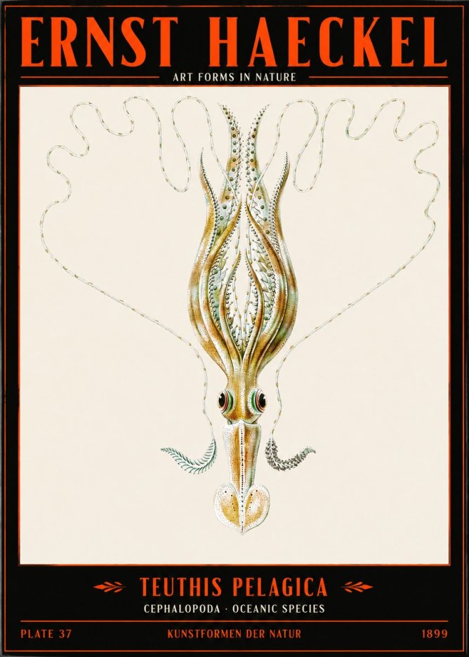 Ernst Haeckel Teuthis Pelagica No2 - Poszter