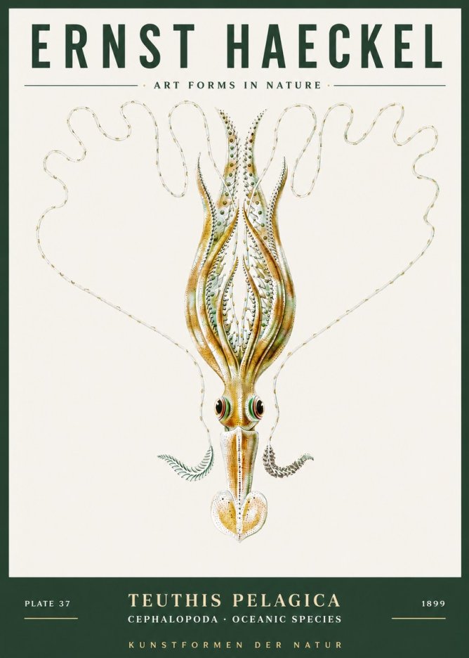 Ernst Haeckel Teuthis Pelagica No3 - Poszter