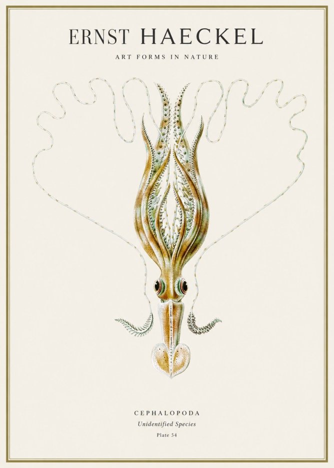 Ernst Haeckel Teuthis Pelagica No4 - Poszter