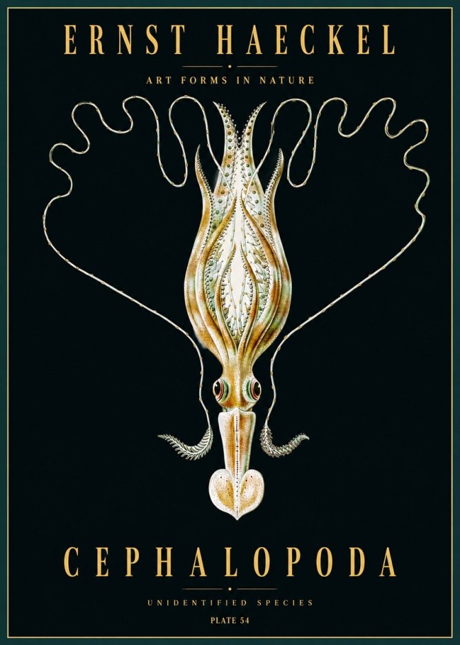 Ernst Haeckel Teuthis Pelagica No5 - Poszter