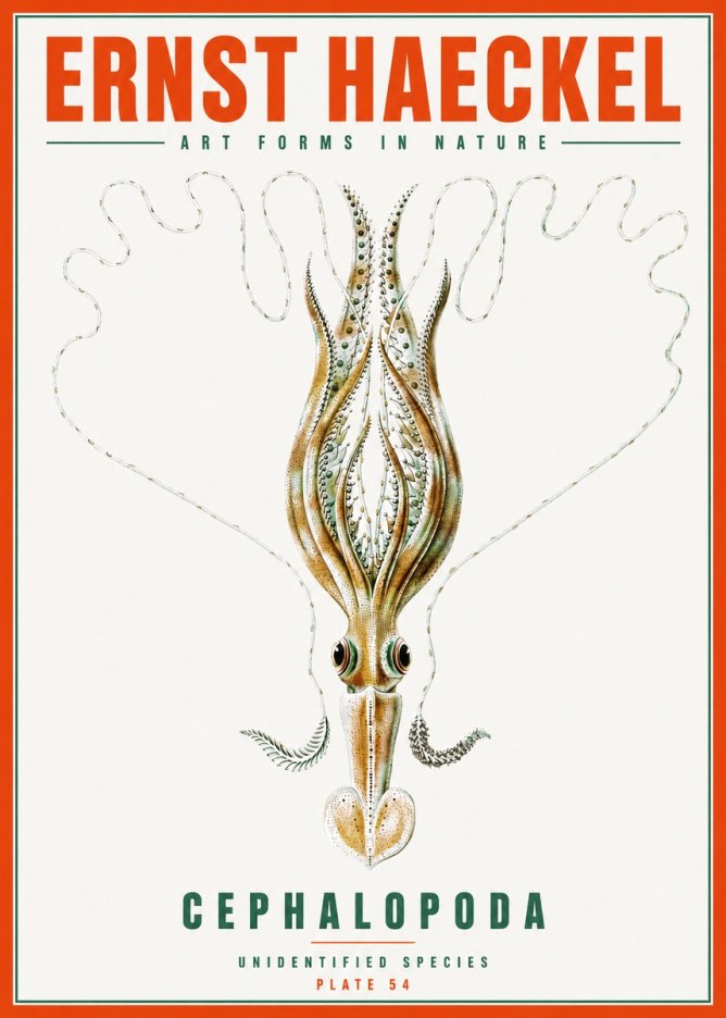 Ernst Haeckel Teuthis Pelagica No6 - Poszter