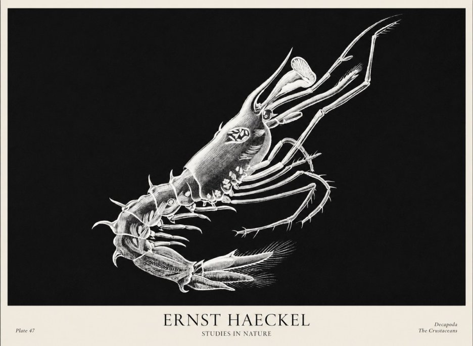 Ernst Haeckel Decapoda the Crustaceans No1 - Poszter