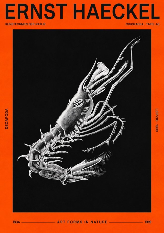 Ernst Haeckel Decapoda the Crustaceans No3 - Poszter