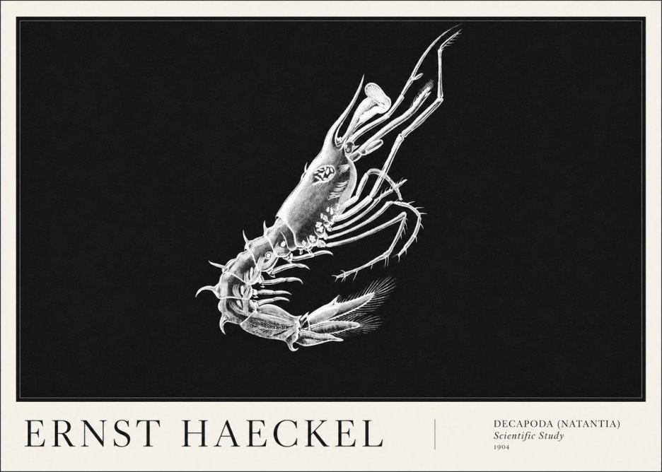 Ernst Haeckel Decapoda the Crustaceans No6 - Poszter