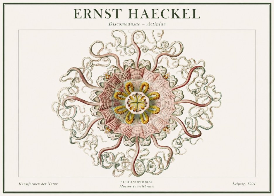 Ernst Haeckel Discomedusae – Actiniae No1 - Poszter