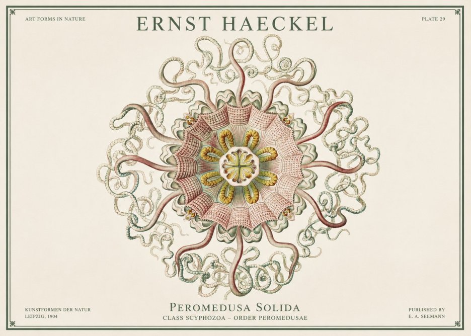 Ernst Haeckel Discomedusae – Actiniae No3 - Poszter