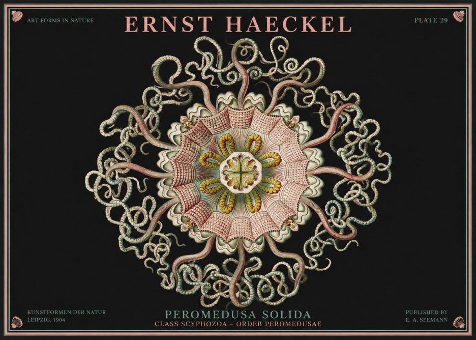 Ernst Haeckel Discomedusae – Actiniae No4 - Poszter