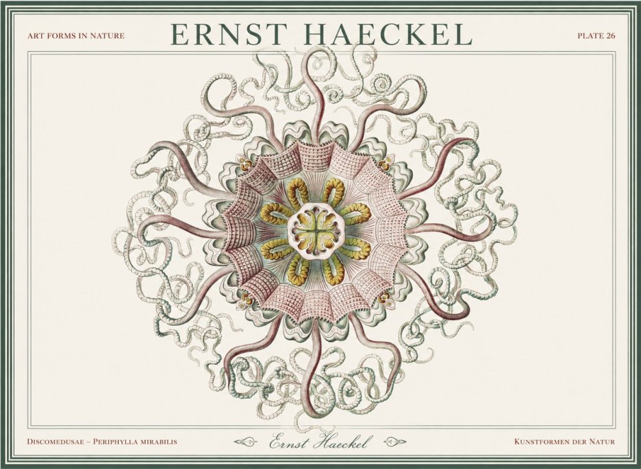 Ernst Haeckel Discomedusae – Actiniae No5 - Poszter