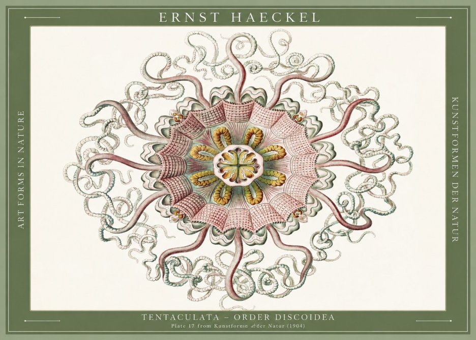 Ernst Haeckel Discomedusae – Actiniae No6 - Poszter