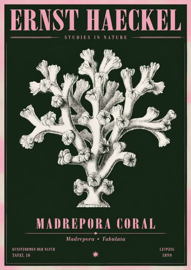 Ernst Haeckel Corallium Rubrum I No5 - Poszter