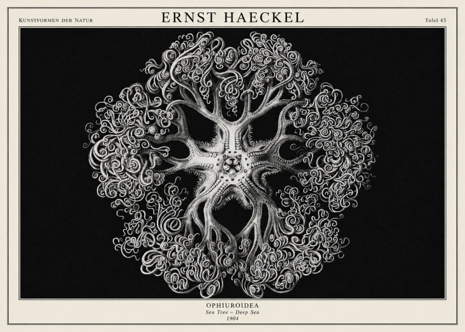 Ernst Haeckel Ophiuroidea Sea Tree - Deep Sea No1 - Poszter