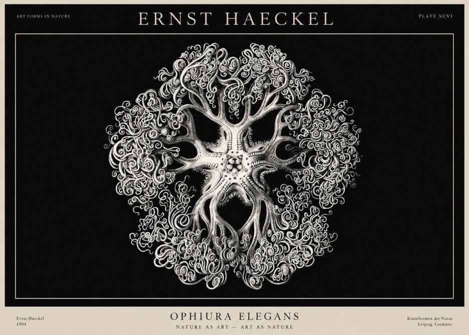 Ernst Haeckel Ophiuroidea Sea Tree - Deep Sea No3 - Poszter