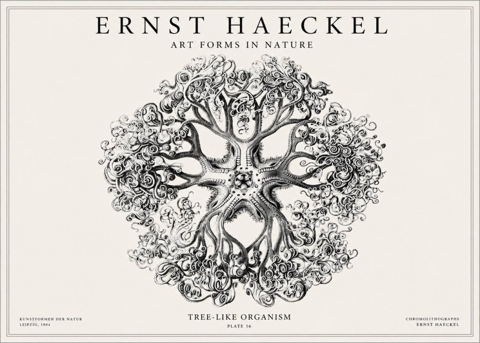 Ernst Haeckel Tree-like Organism No1 - Poszter