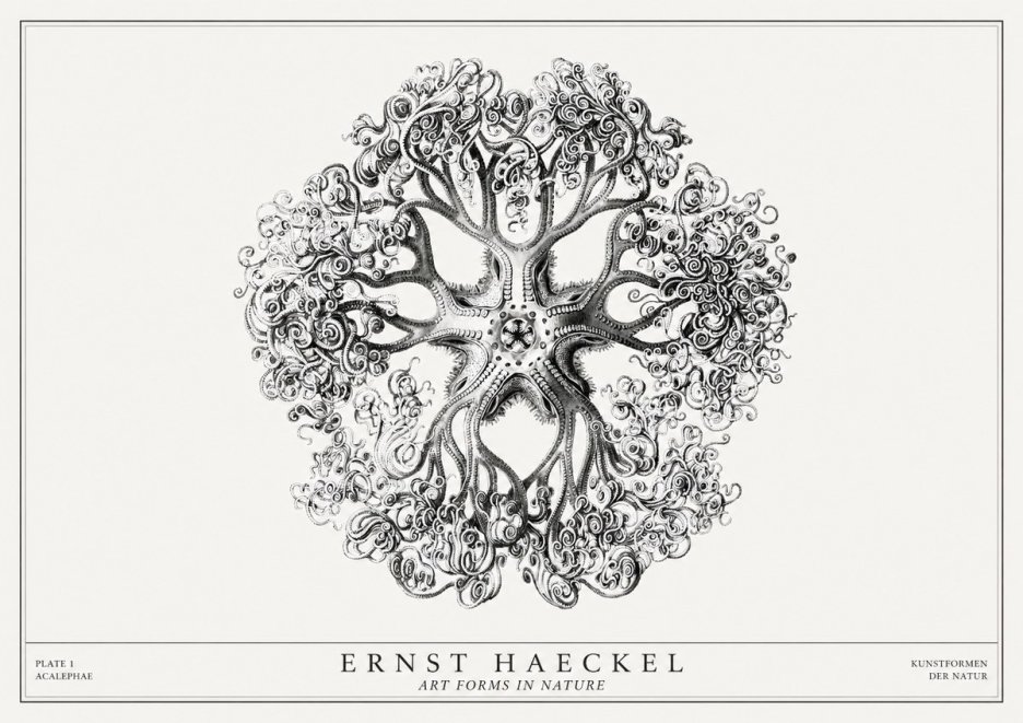 Ernst Haeckel Tree-like Organism No3 - Poszter