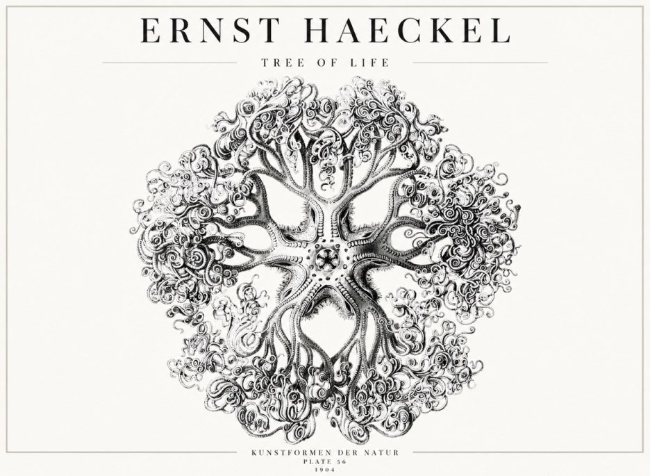 Ernst Haeckel Tree-like Organism No4 - Poszter