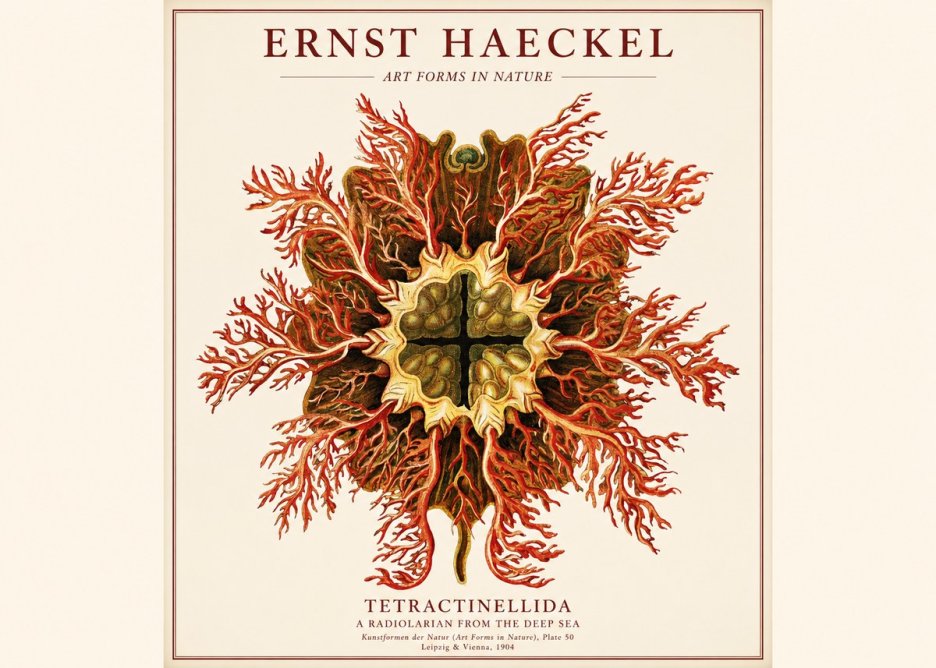 Ernst Haeckel Tetractinellida a Radiolarian from the Deep Sea No1 - Poszter