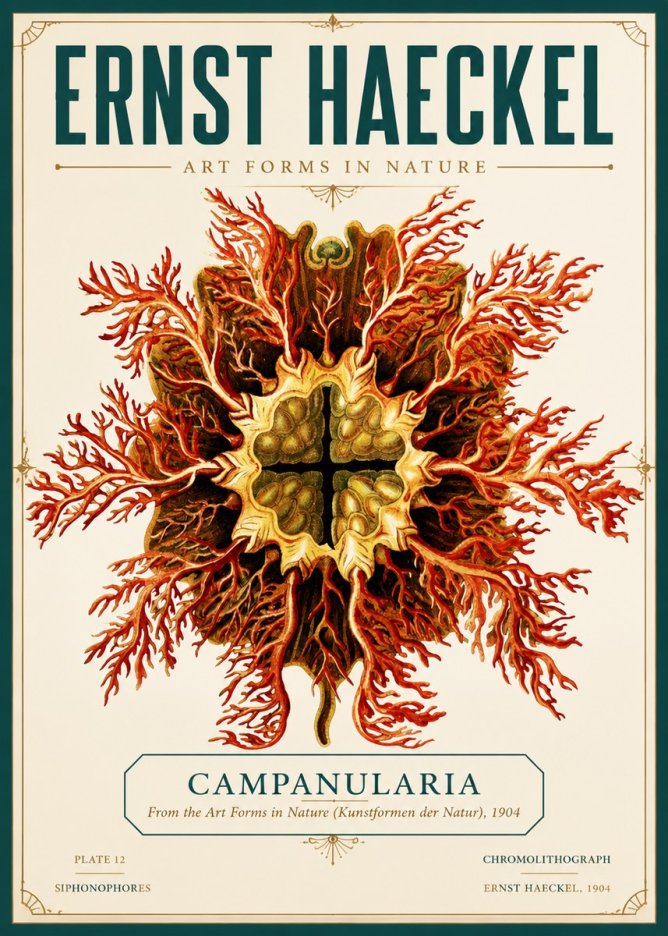 Ernst Haeckel Tetractinellida a Radiolarian from the Deep Sea No6 - Poszter
